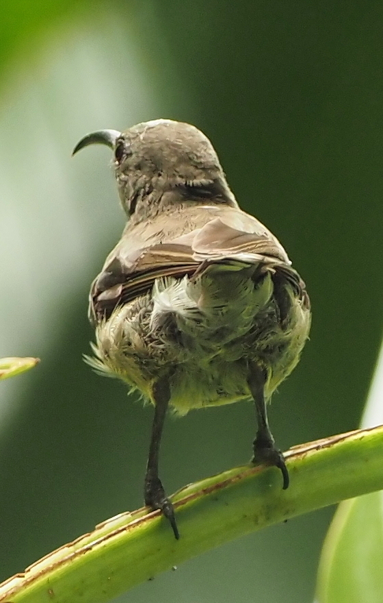 Seychelles Sunbird (Cinnyris dussumieri), photo 5