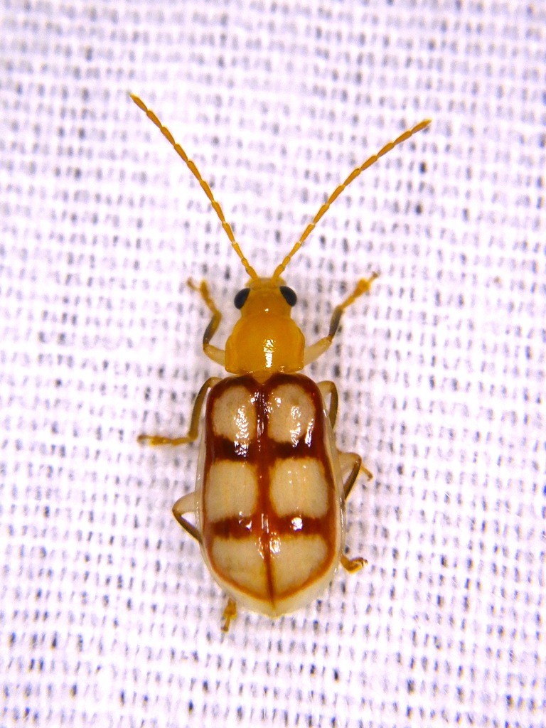 Paranapiacaba dorsoplagiata