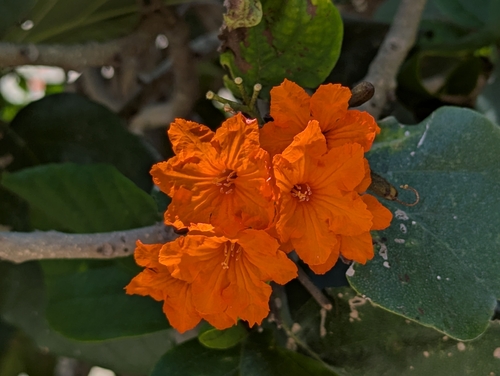 Image of Cordia sebestena by (c) JCorven, some rights reserved (CC BY)