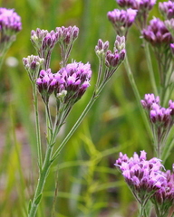 Carphephorus carnosus