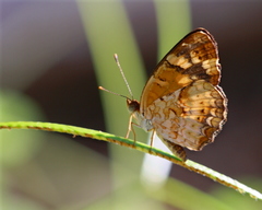 Anthanassa frisia