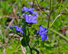 Hydrolea corymbosa