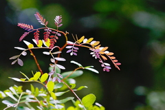 Gleditsia aquatica