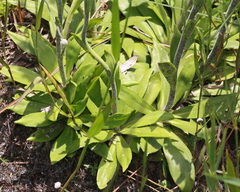 Carphephorus carnosus