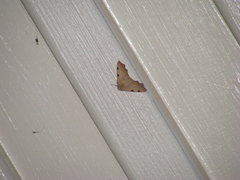 Achrosis rufescens