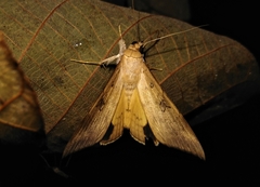Oxyodes scrobiculata