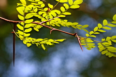 Gleditsia aquatica