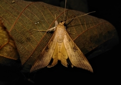 Oxyodes scrobiculata