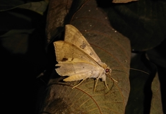 Oxyodes scrobiculata