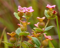 Rhexia nuttallii