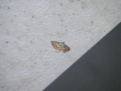 Paracymoriza cataclystalis