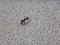 Polyrhachis schlueteri
