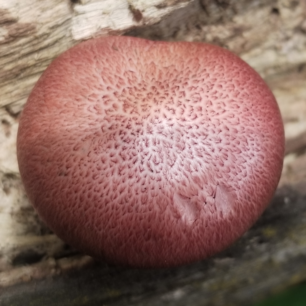 Gymnopilus luteofolius · March 2025 · photo: © quilicotriste (iNaturalist, cc-by)