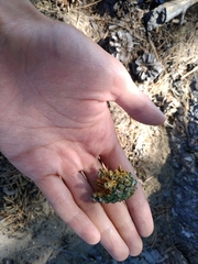 Dendrocopos major