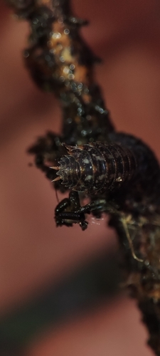 Sardoniscus pygmaeus