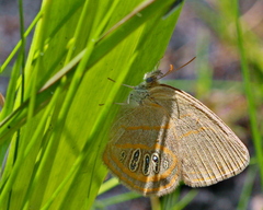 Neonympha areolatus
