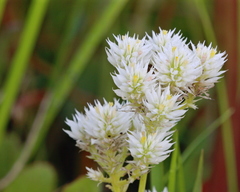 Polygala balduinii