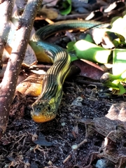 Ophisaurus ventralis image