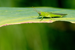 Stenacris vitreipennis