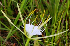 Hymenocallis palmeri