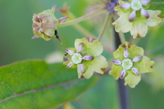 Asclepias tomentosa