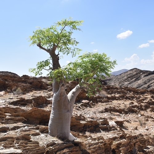 Image of Moringa ovalifolia by (c) Nathan Van Cooten, some rights reserved (CC BY)