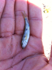 Catostomus occidentalis