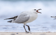 Silver Gull photo 5