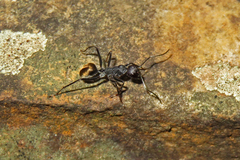 Camponotus suffusus
