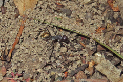 Camponotus suffusus