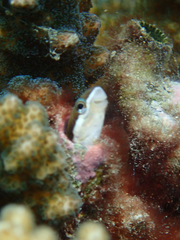 Image of Plagiotremus azaleus