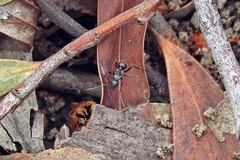 Camponotus suffusus