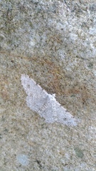 Lassaba parvalbidaria