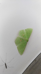 Tanaoctenia haliaria