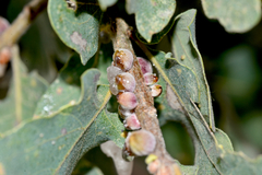 Disholcaspis mamillana
