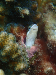 Plagiotremus azaleus