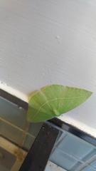 Tanaoctenia haliaria