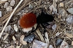 Dasymutilla magnifica