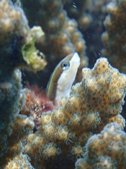 Plagiotremus azaleus