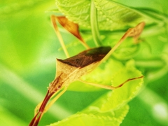 Chondrocera laticornis