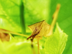 Chondrocera laticornis