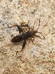 Apidaurus conspersus