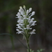 Habenaria roxburghii - Photo no rights reserved, uploaded by S.MORE