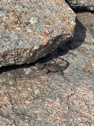 Crevice Spiny Lizard, Welgehausen Rd, Fredericksburg, TX, US, photo 7 of 10