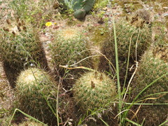 Coryphantha erecta