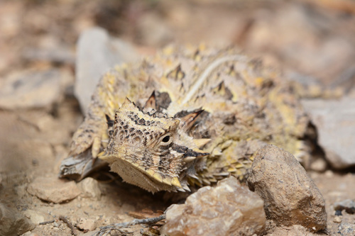 Texas Horned Lizard