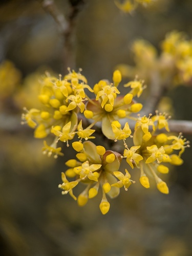 Cornelian cherry (Cornus mas)