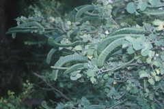 Bauhinia racemosa