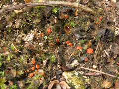 Pulvinula convexella