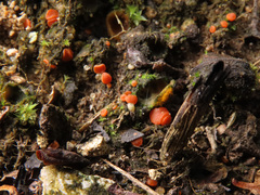 Pulvinula convexella